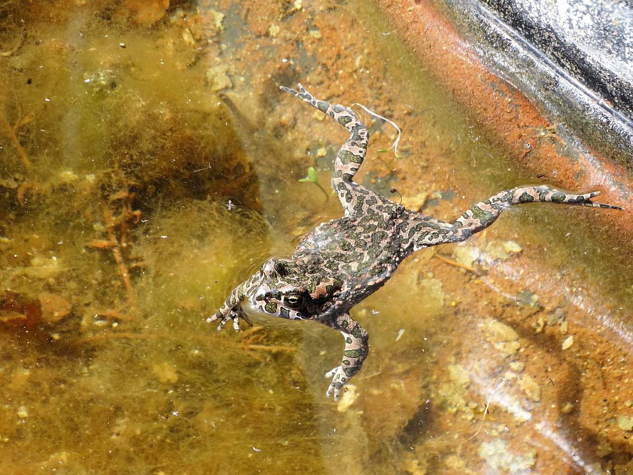 frog toad amphibians free photo