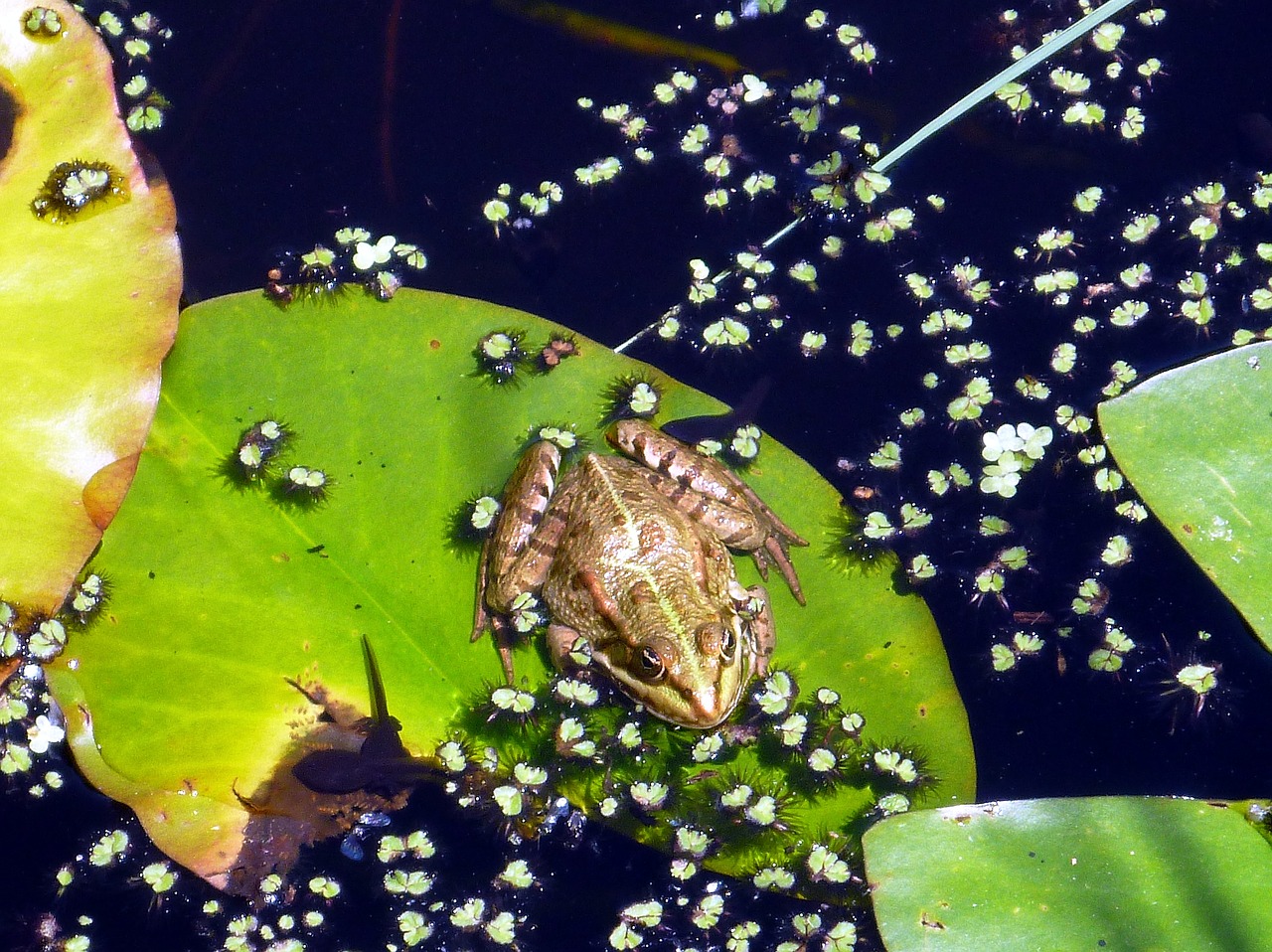 frog pond water free photo