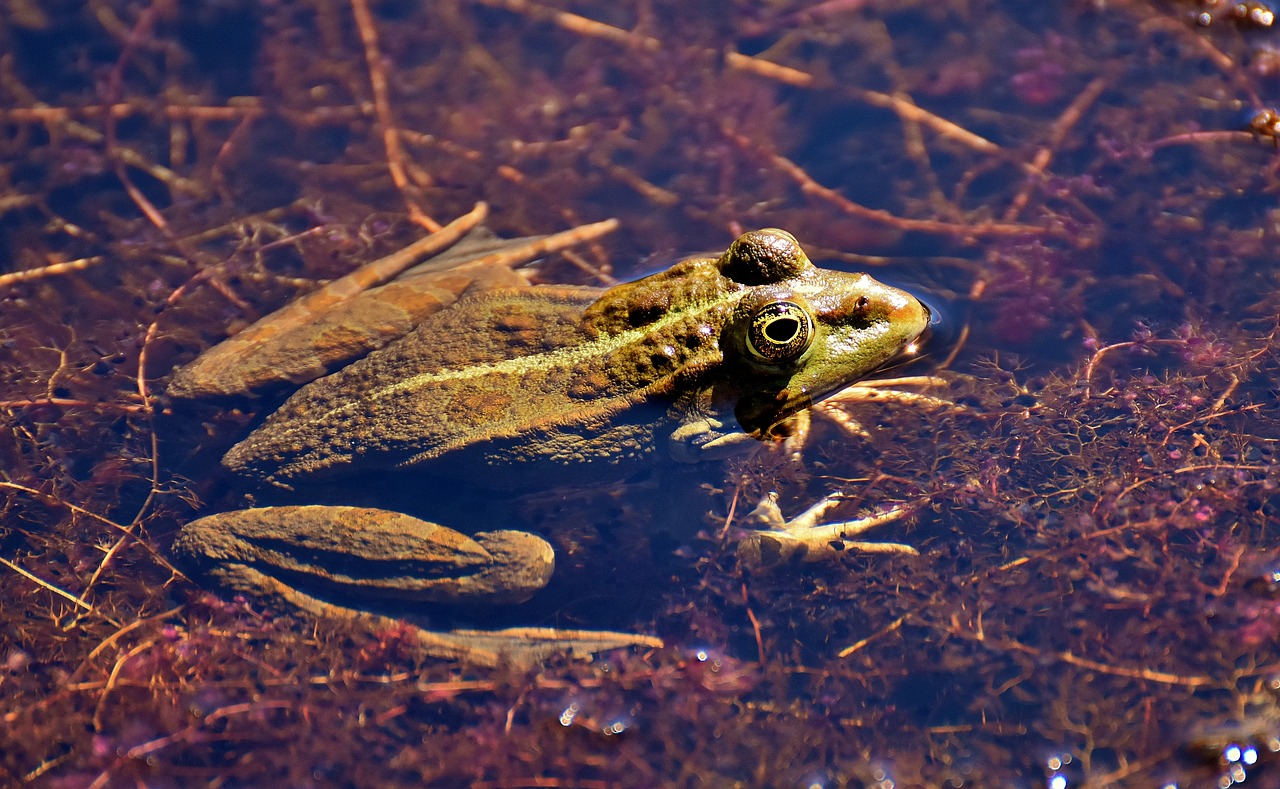 frog pond animal free photo