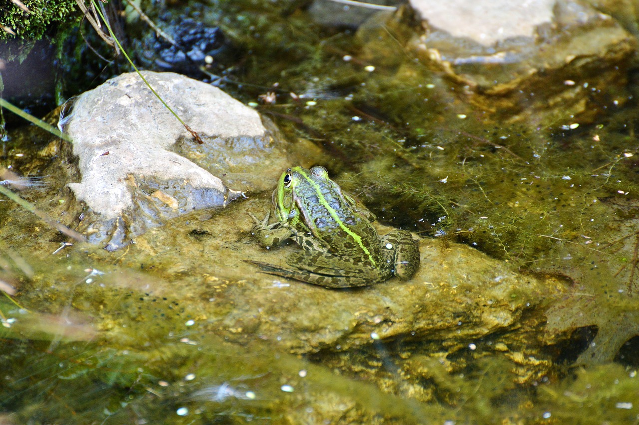 frog pond garden pond free photo