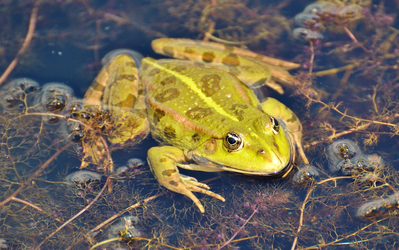 frog pond garden pond free photo