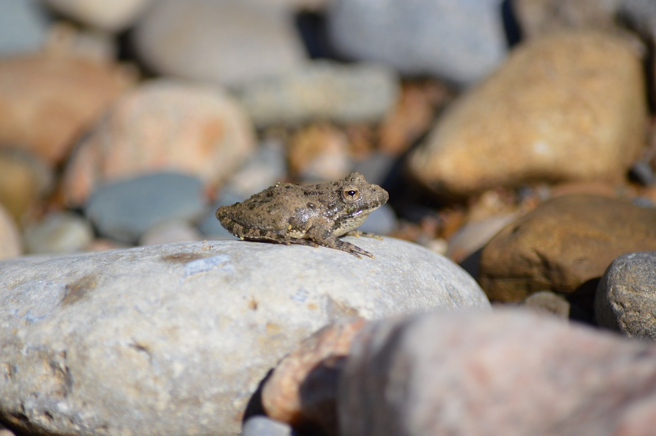 frog amphibian animal free photo