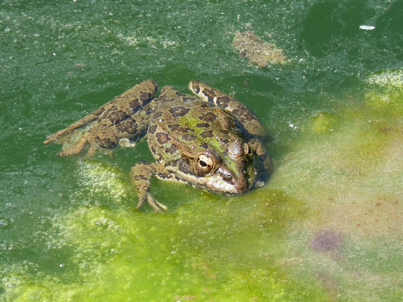 frog pond algae free photo