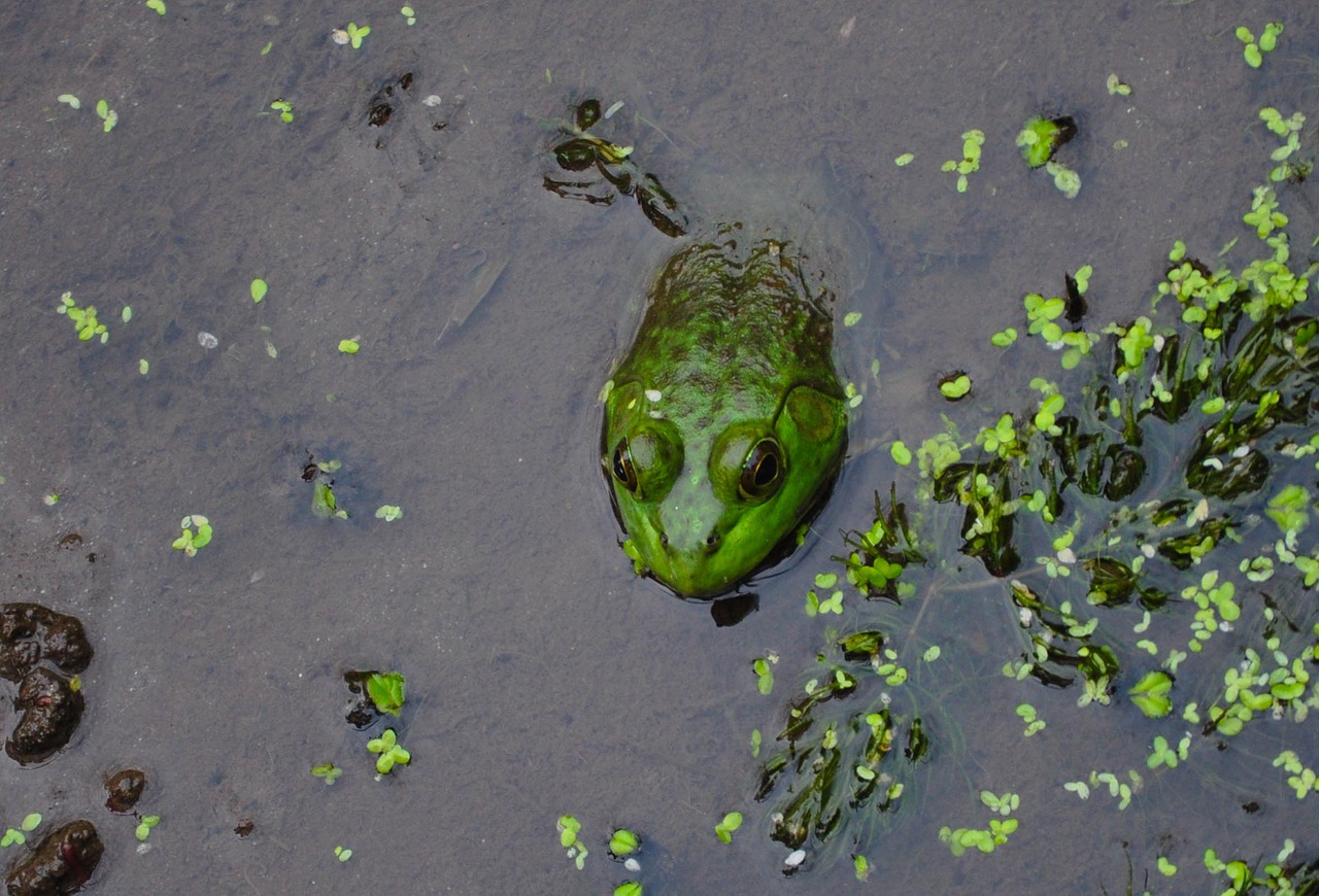 frog pond spring free photo