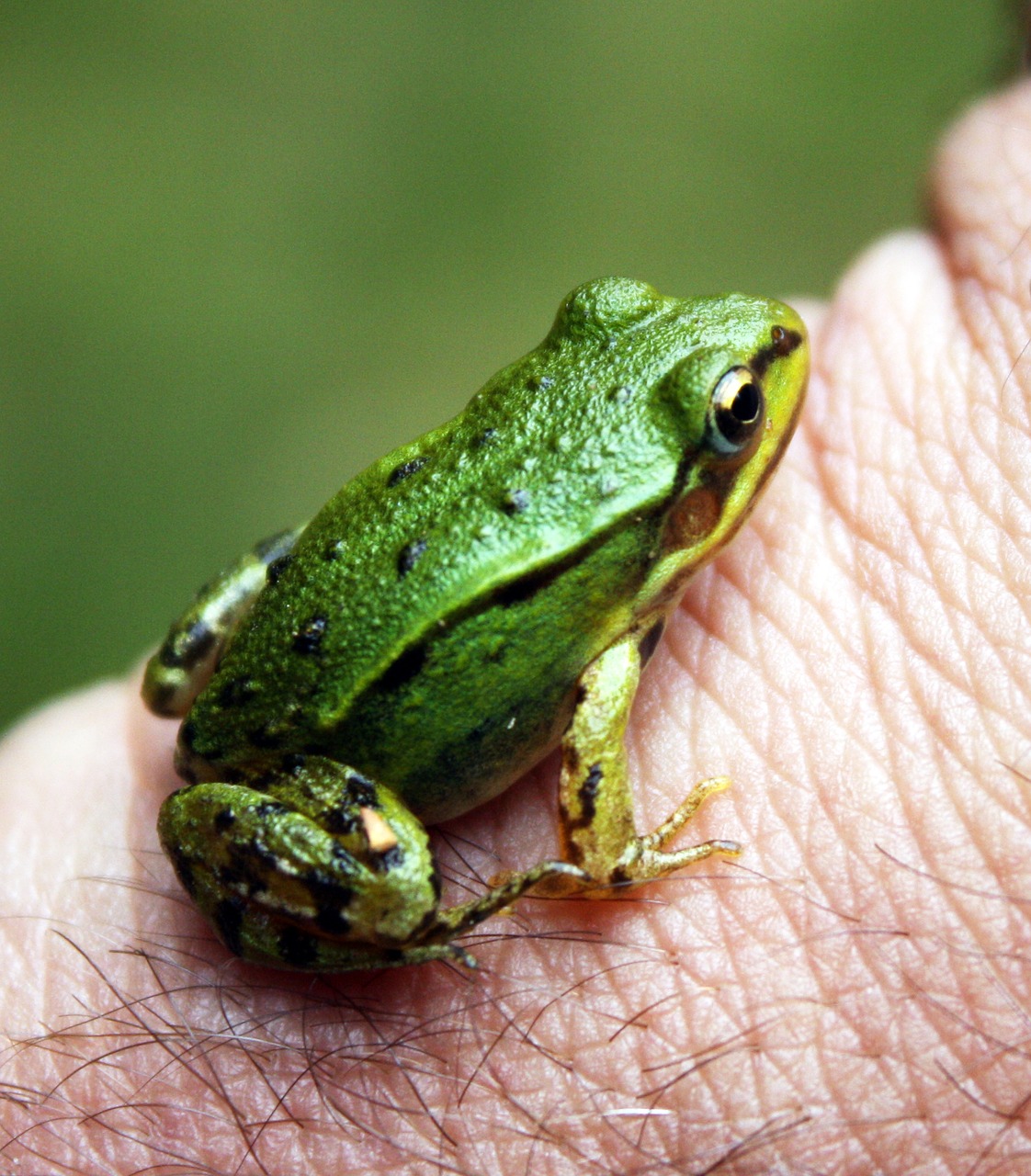 frog green nature free photo