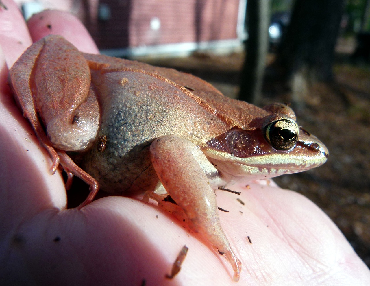 frog wood frog pink free photo
