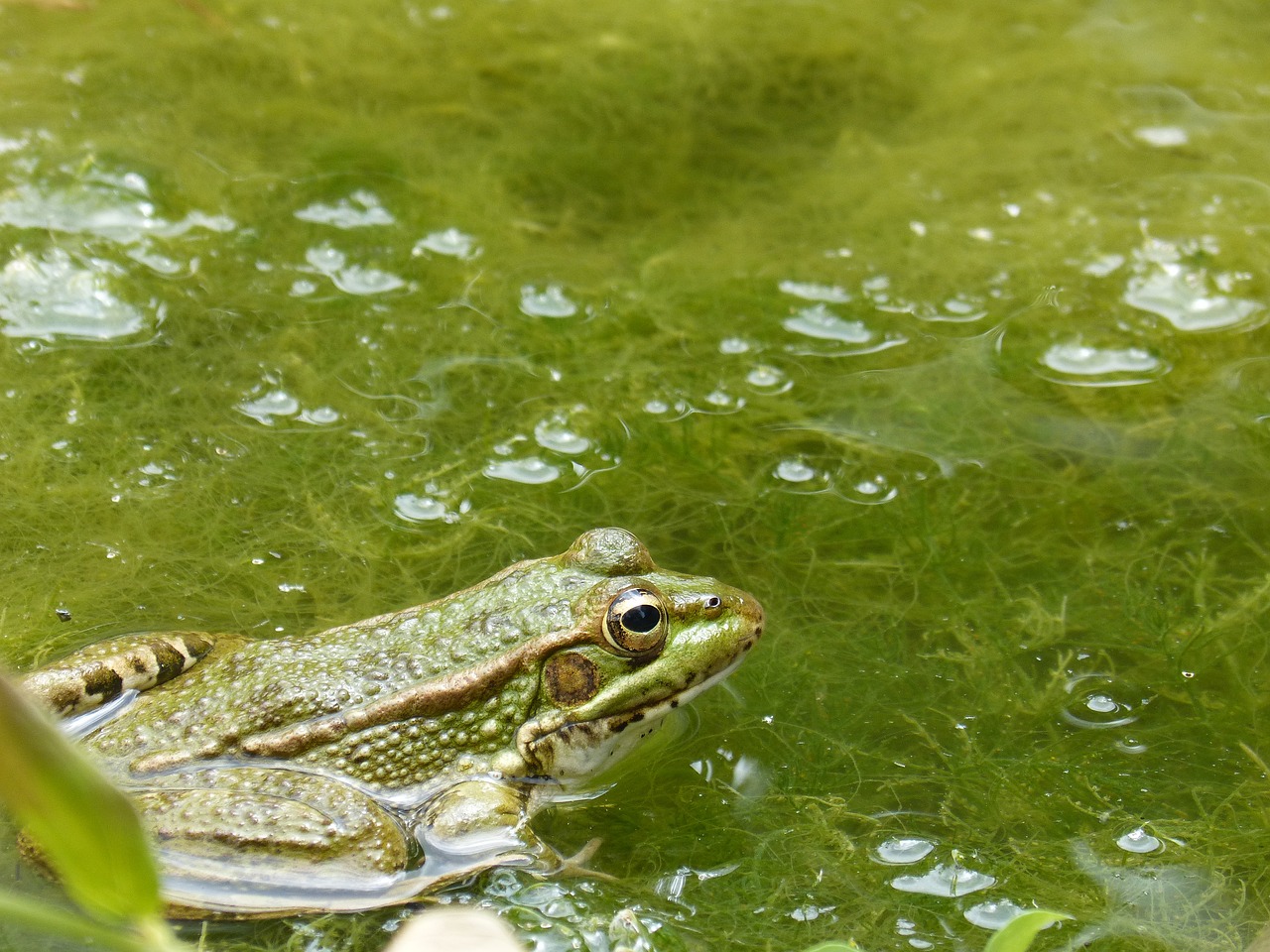 frog raft algae free photo