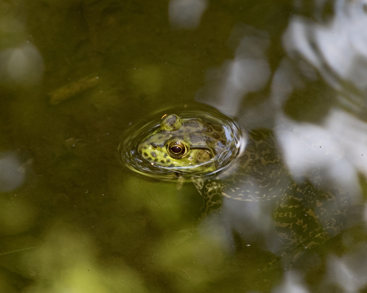 frog bullfrog amphibian free photo