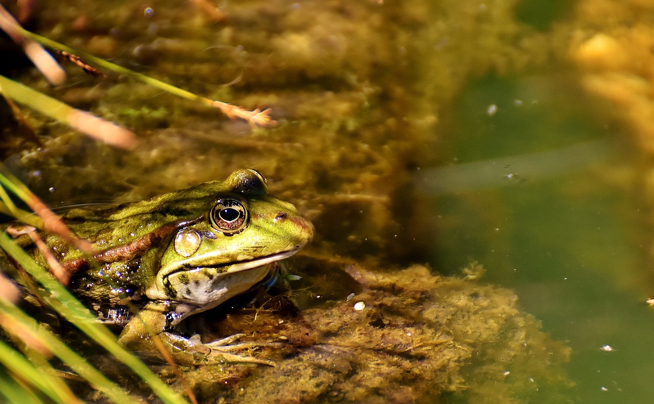 frog pond animal free photo