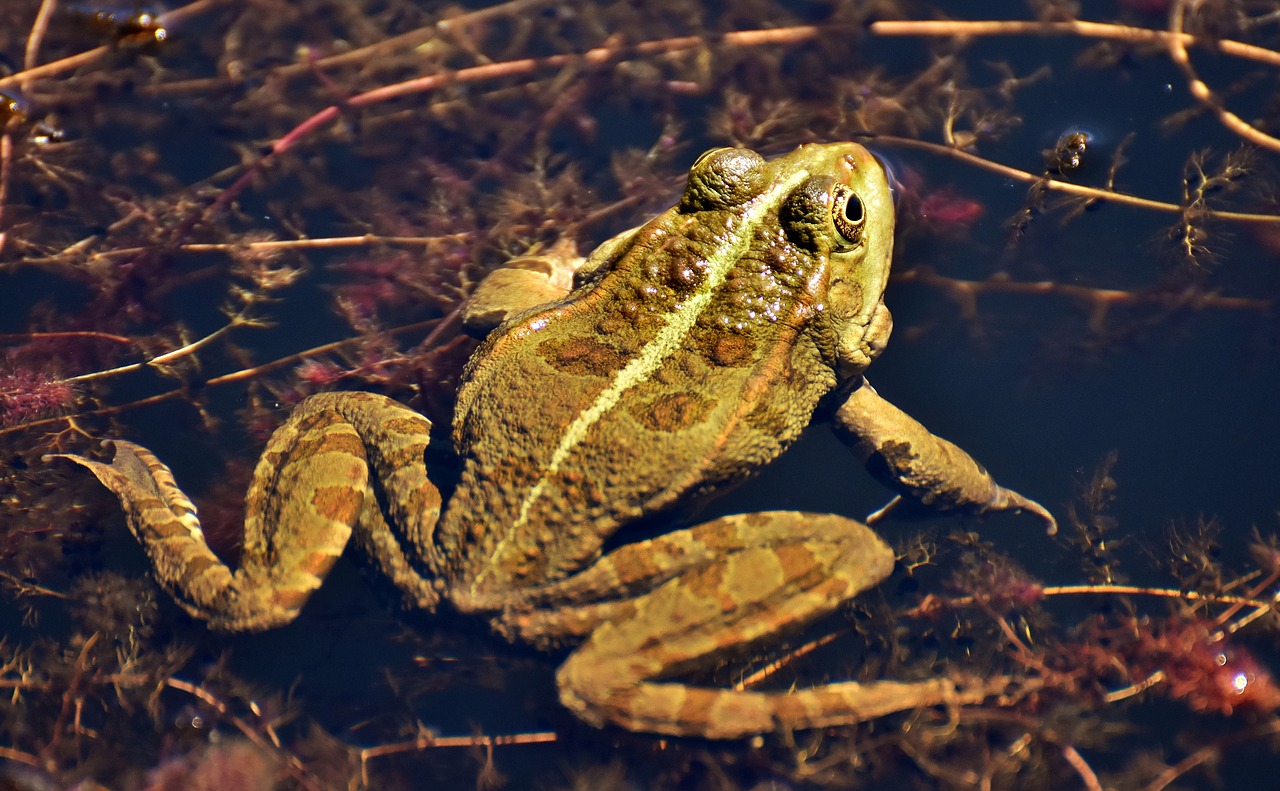 frog pond animal free photo