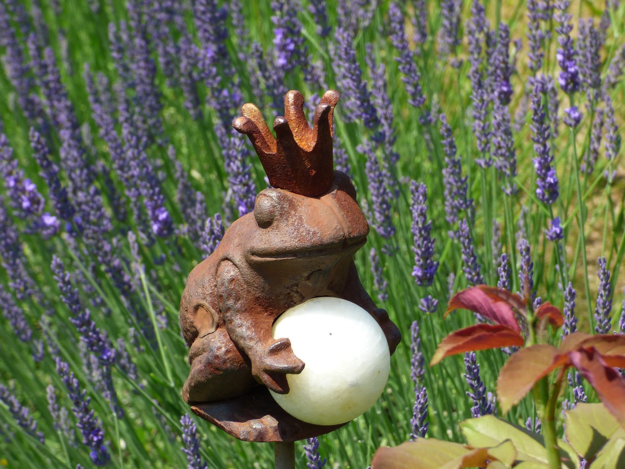 frog lavender frog prince free photo