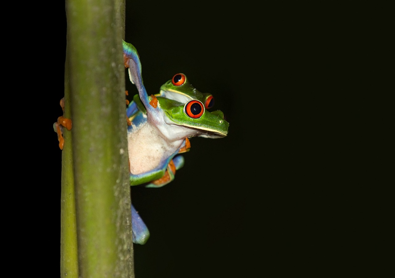 frog red-eyed tree frog costa rica free photo