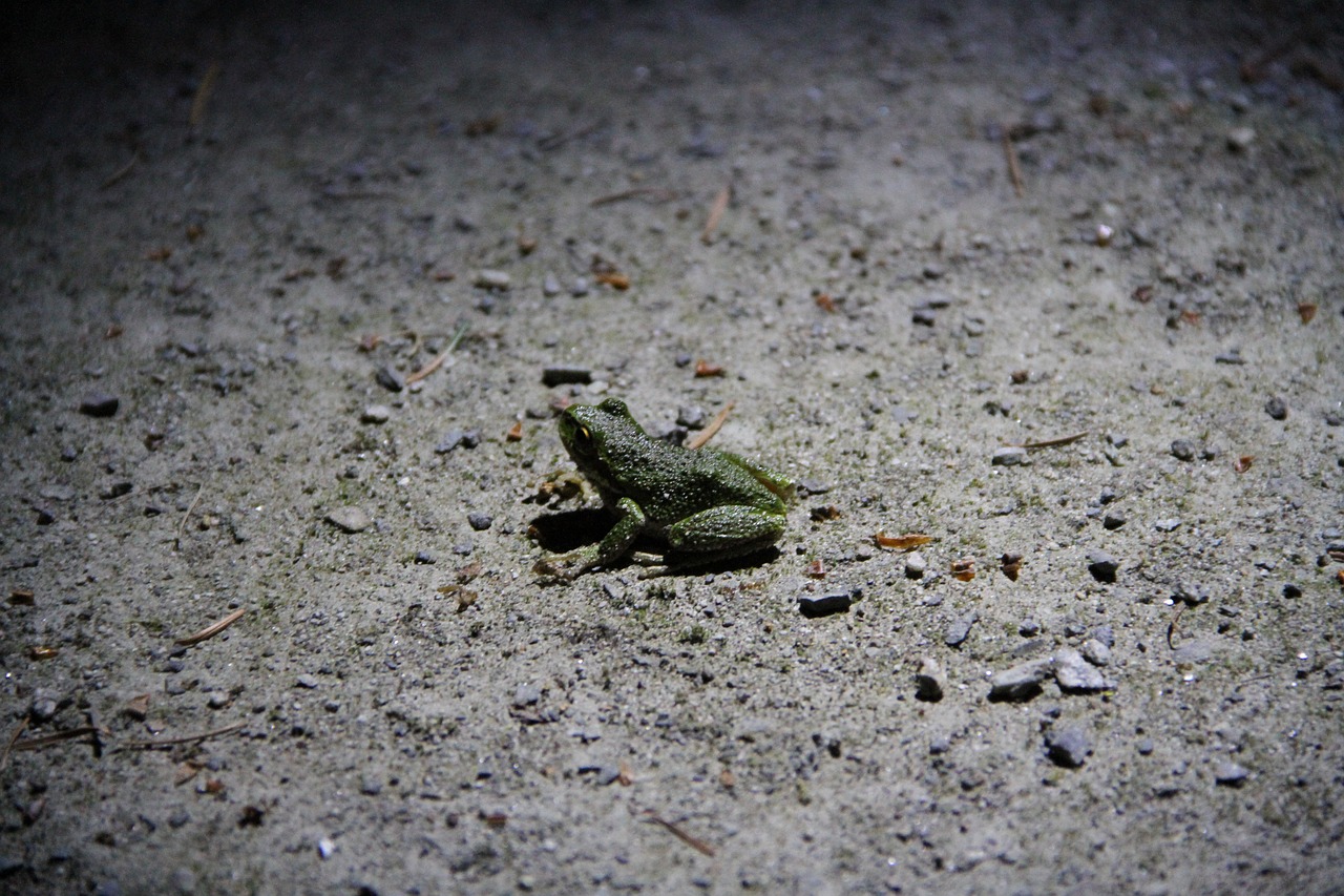 frog nature light free photo