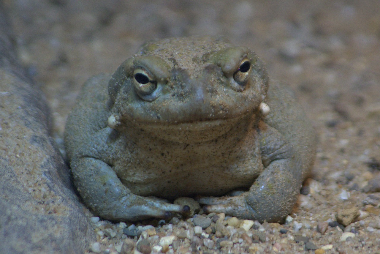 frog staring animals free photo