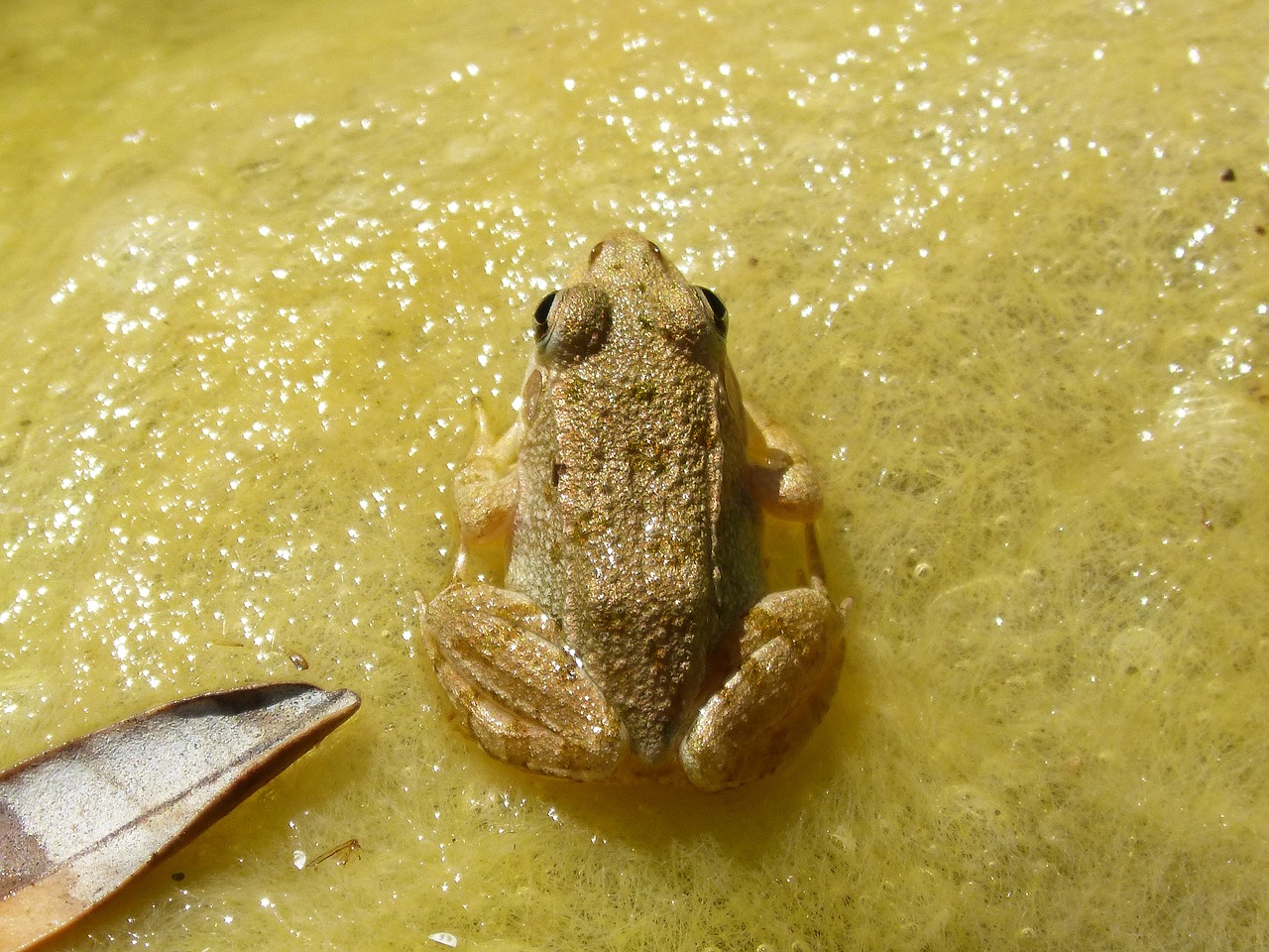 frog algae amphibious free photo