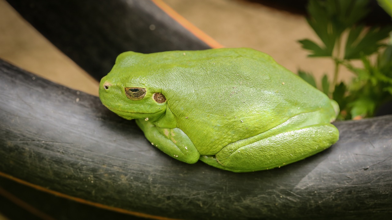 frog tree frog amphibians free photo