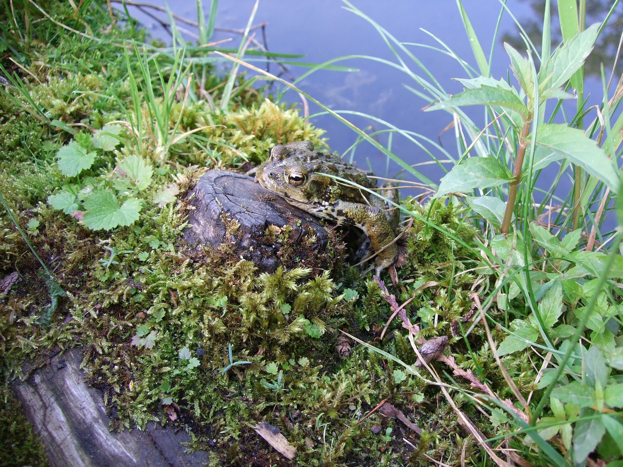 frog pond nature free photo