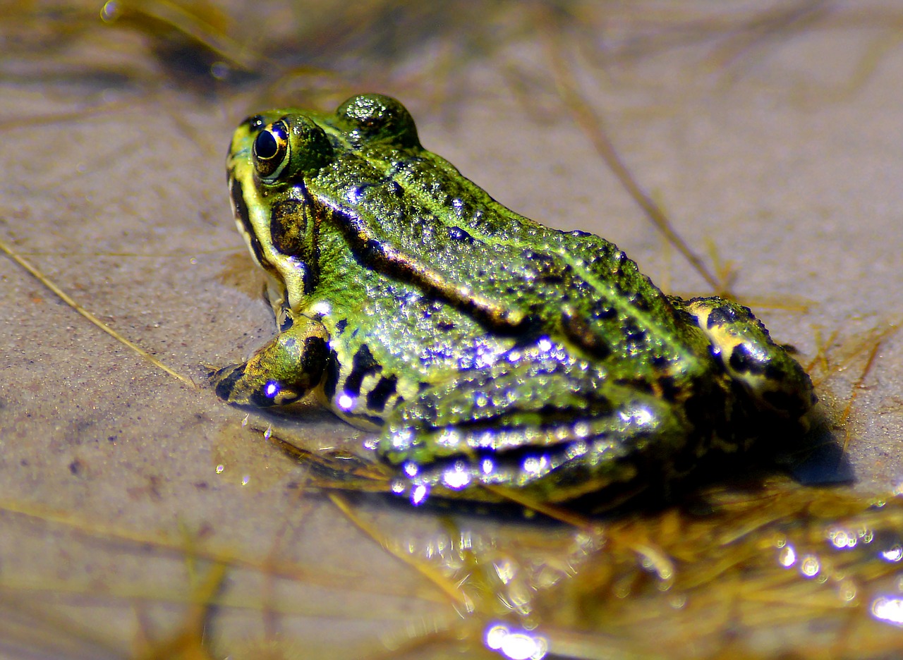 frog green green frog free photo