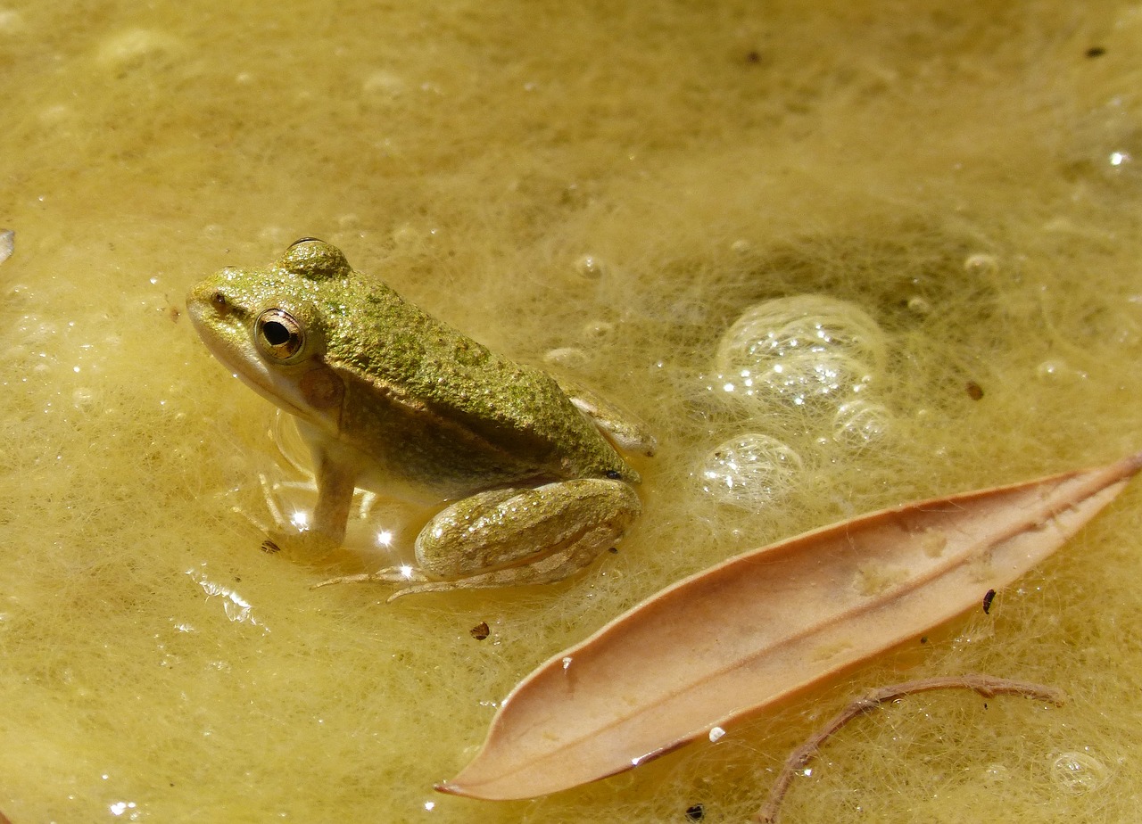 frog small tiny free photo