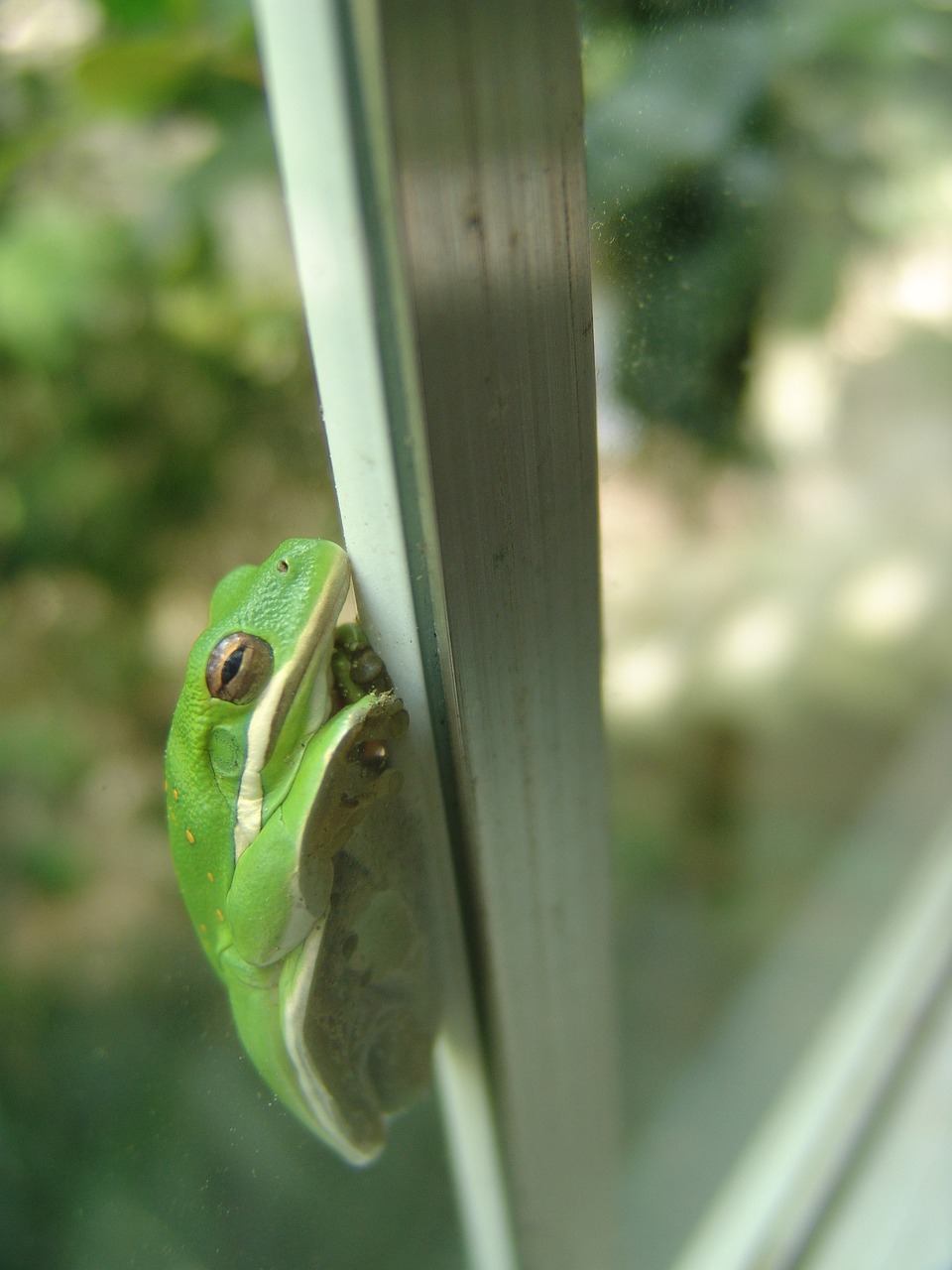 frog window green free photo