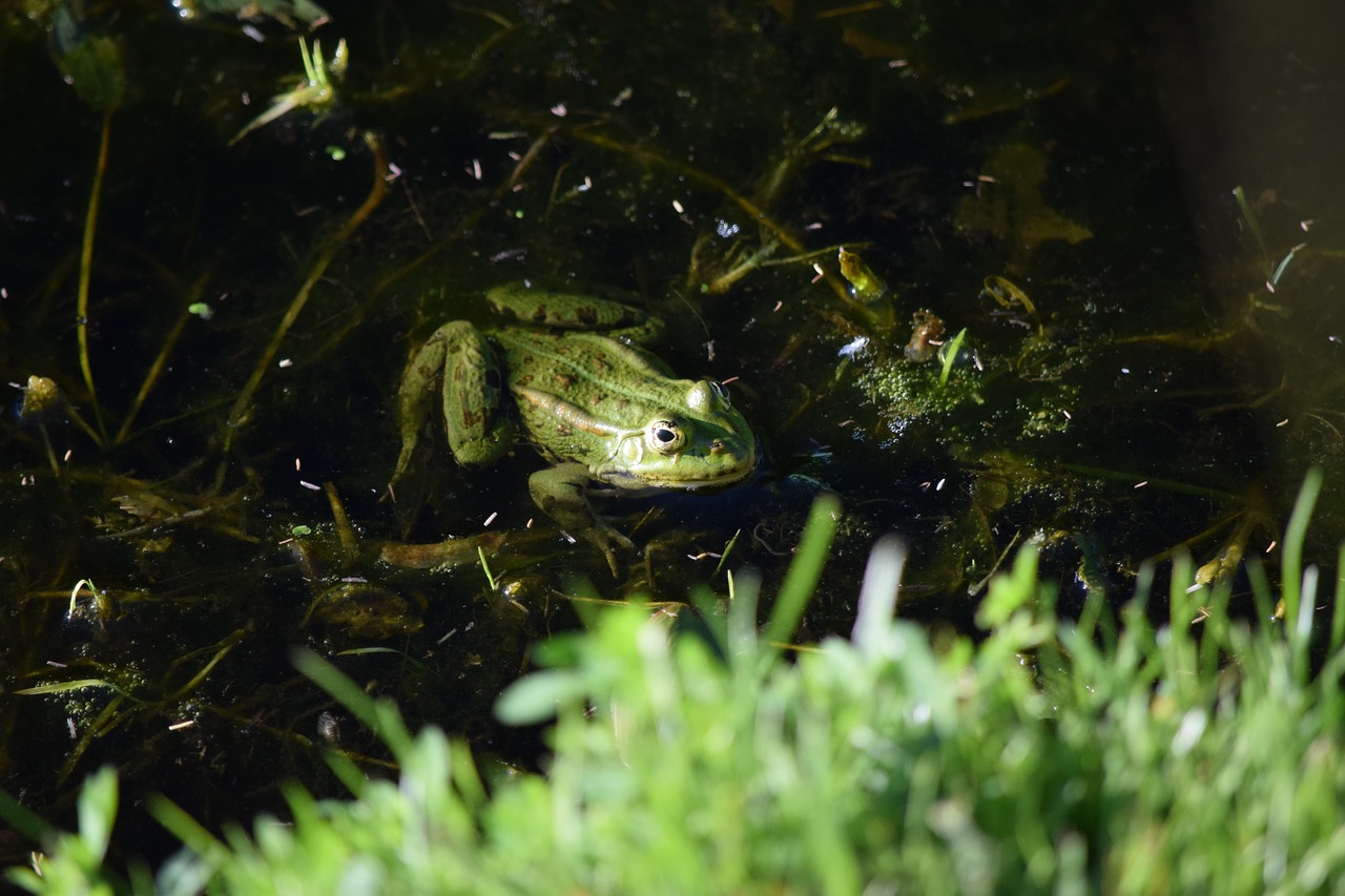 frog green pond free photo