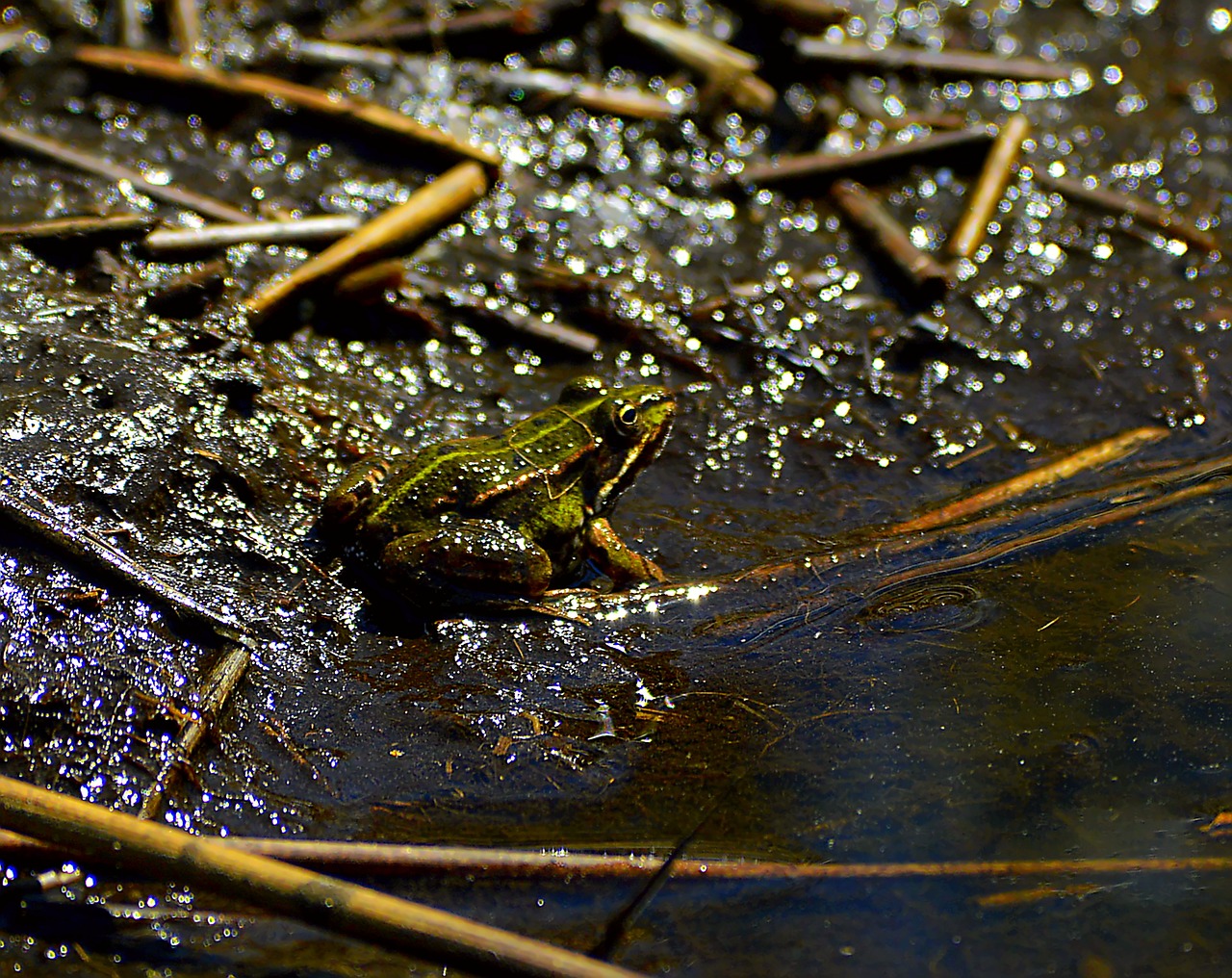 frog dark twilight free photo