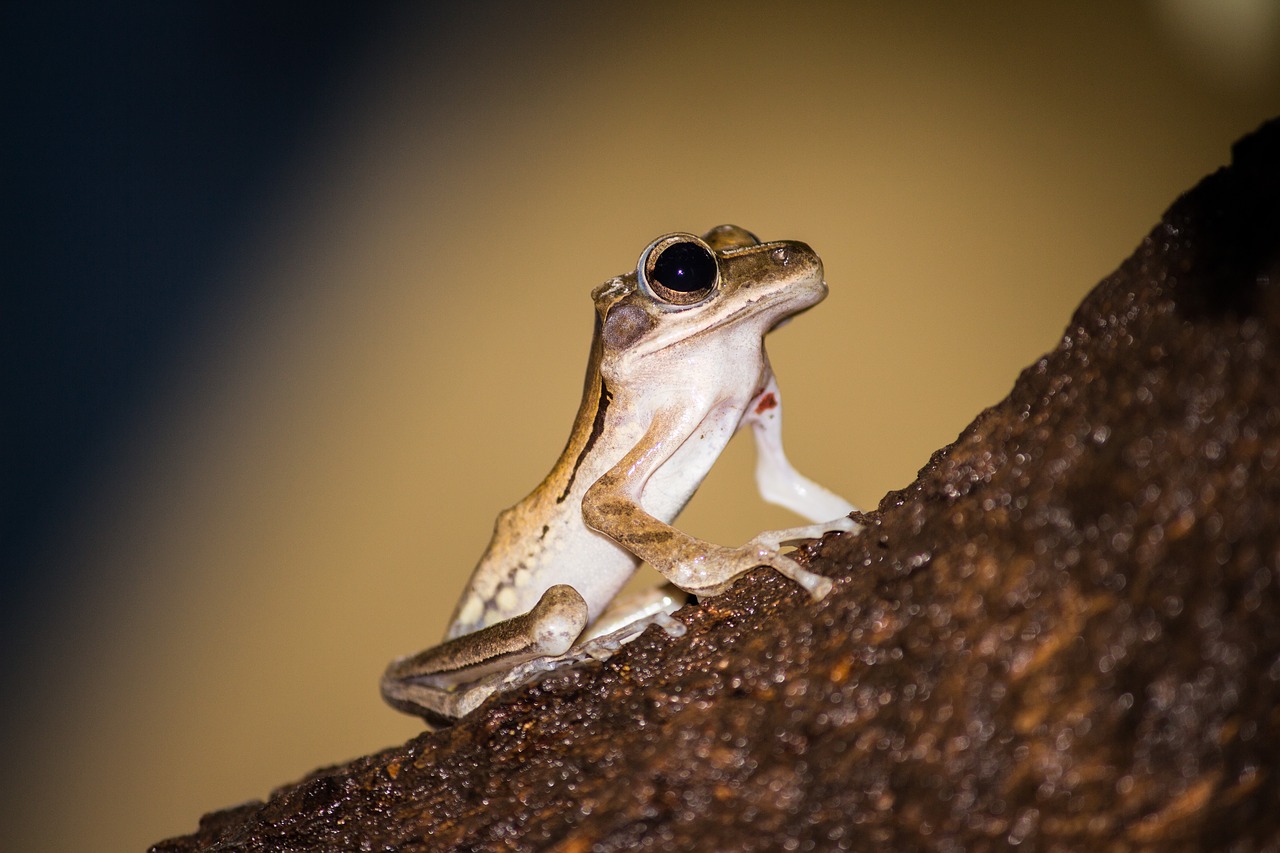 frog tree frog close up free photo