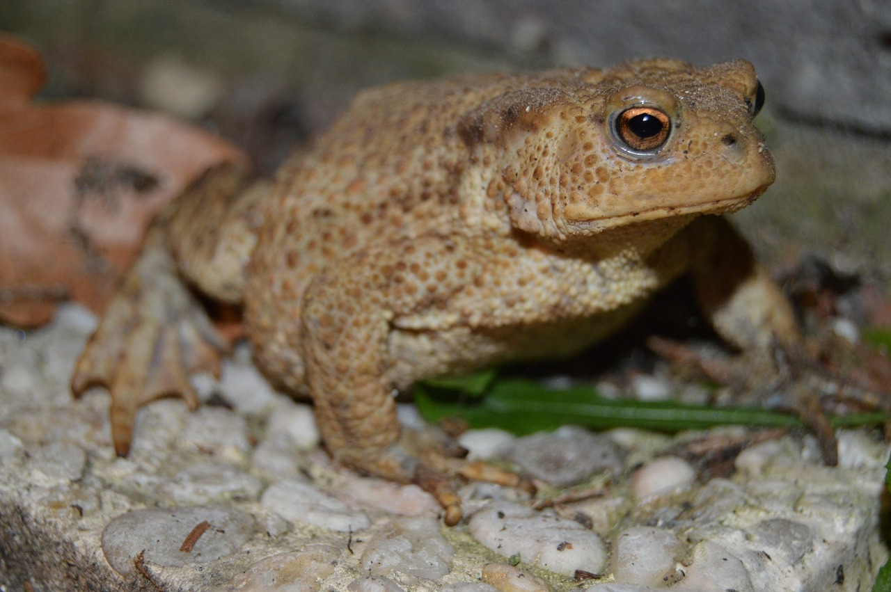 frog eyes animals free photo