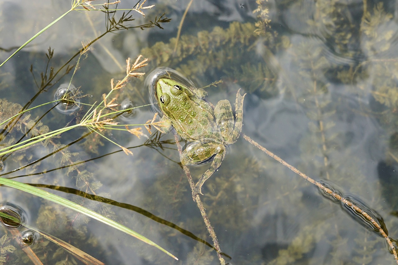 frog water pond free photo