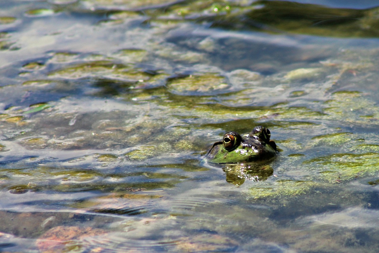 frog pond water free photo