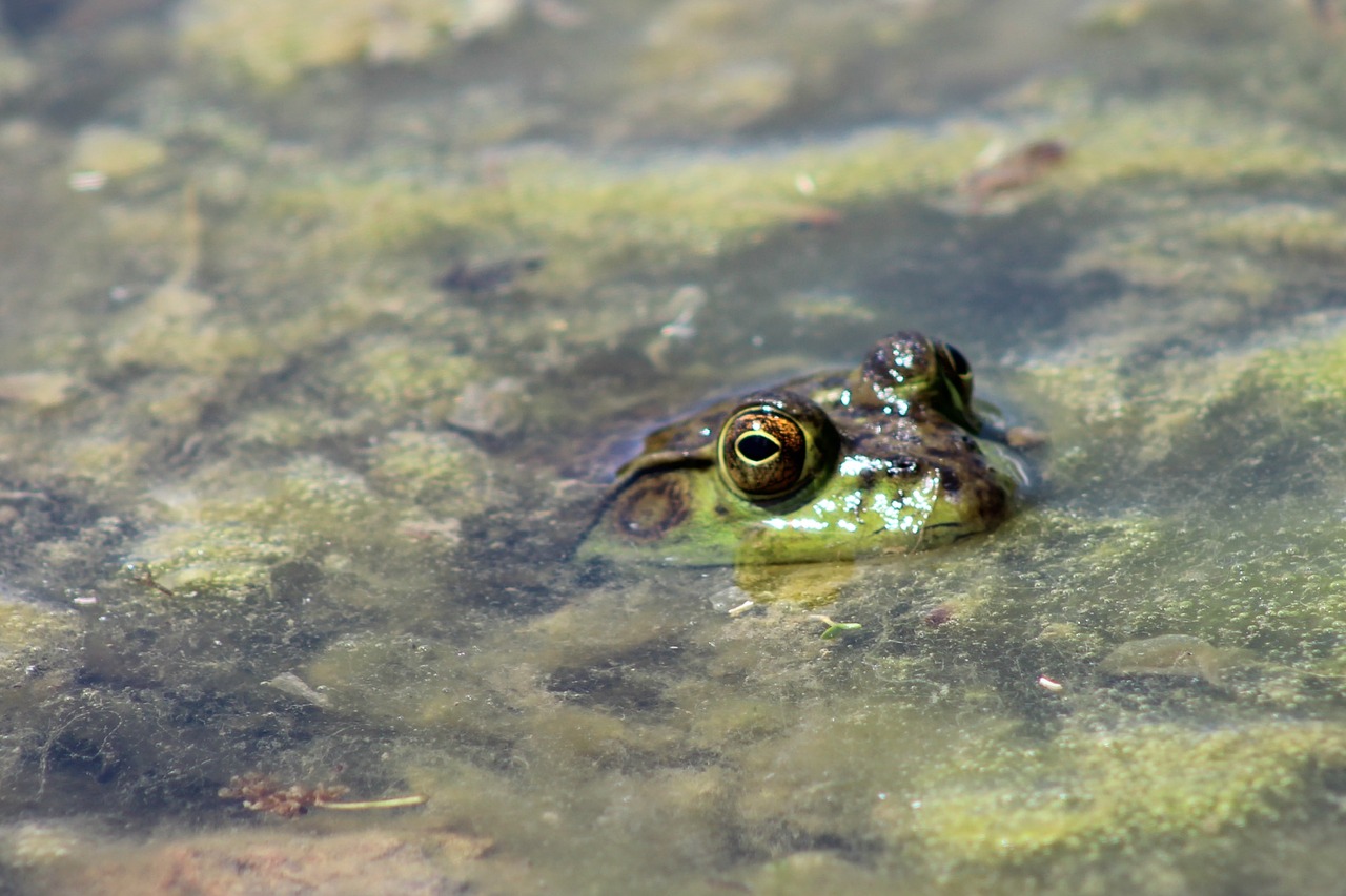 frog pond lake free photo