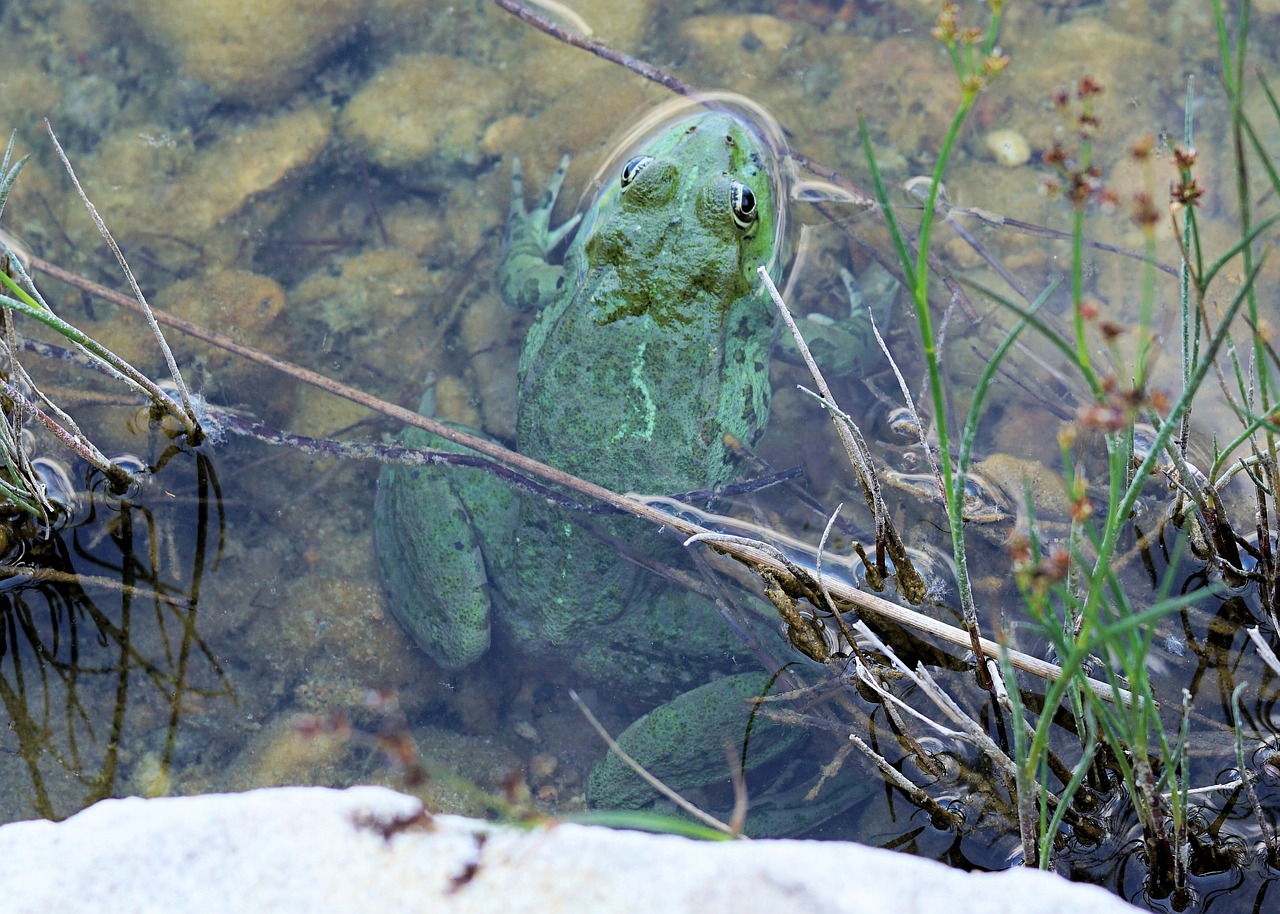 frog water pond free photo