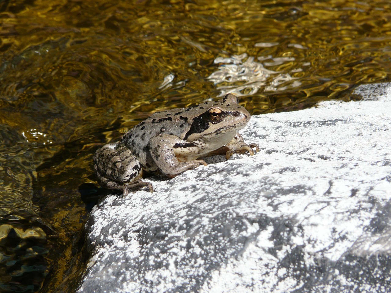 frog amphibian gerardo free photo