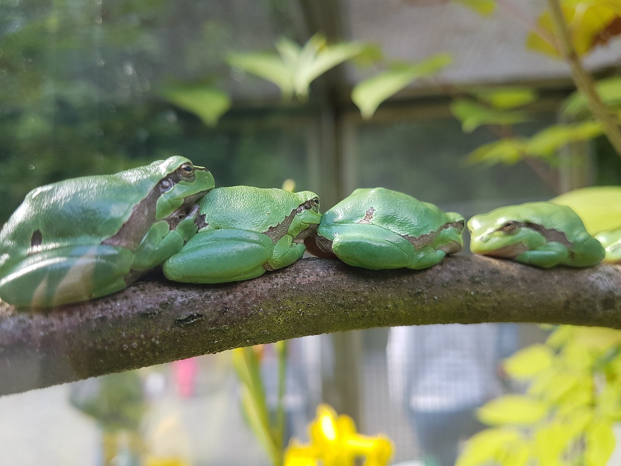 frog stand in line nature free photo