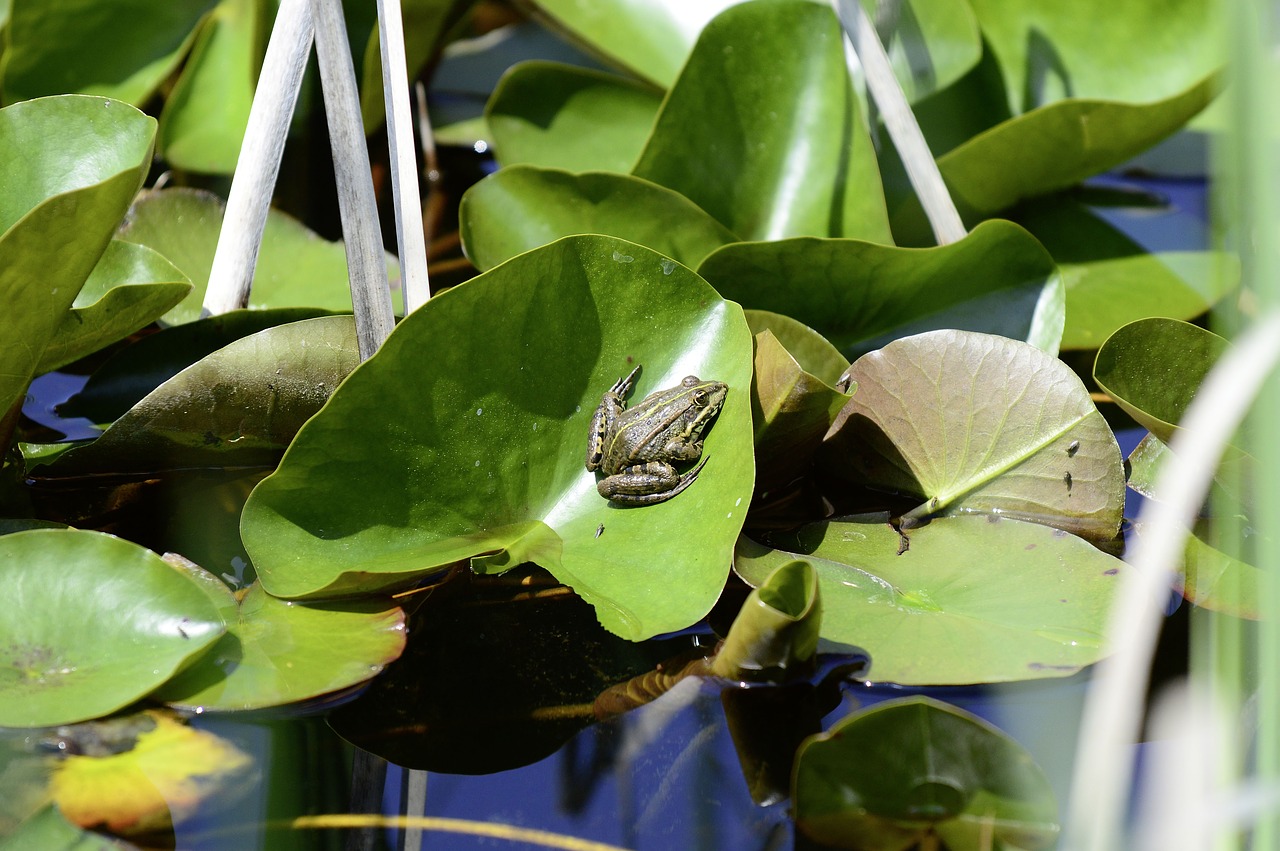 frog biotope pond free photo