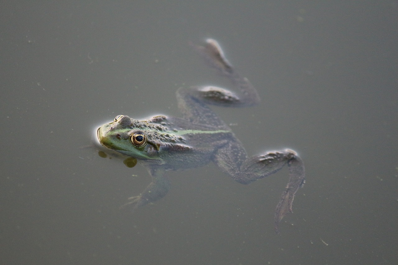 frog amphibian water free photo
