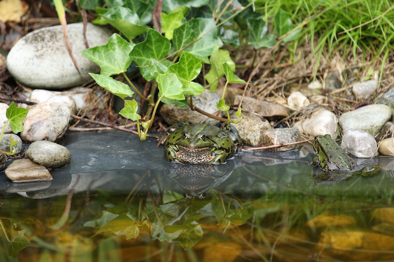 frog pond water free photo