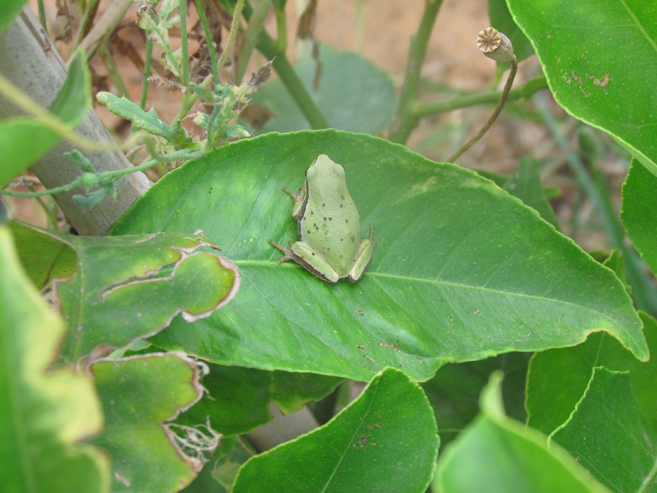 frog leaf green free photo