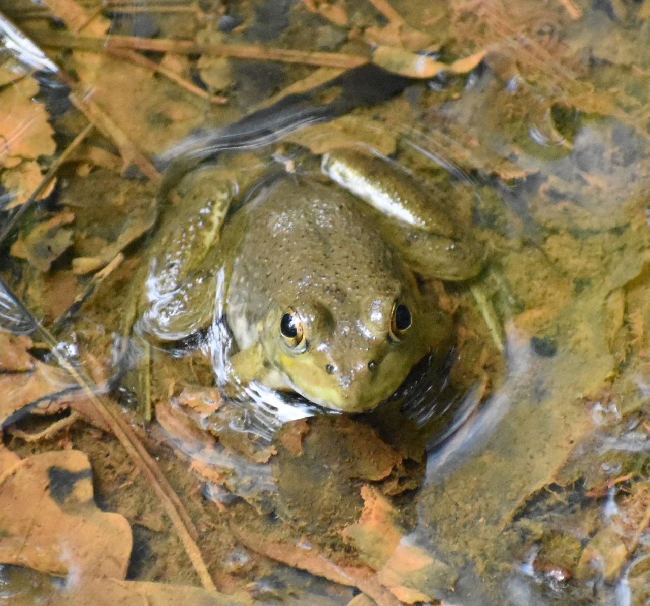 frog nature amphibian free photo