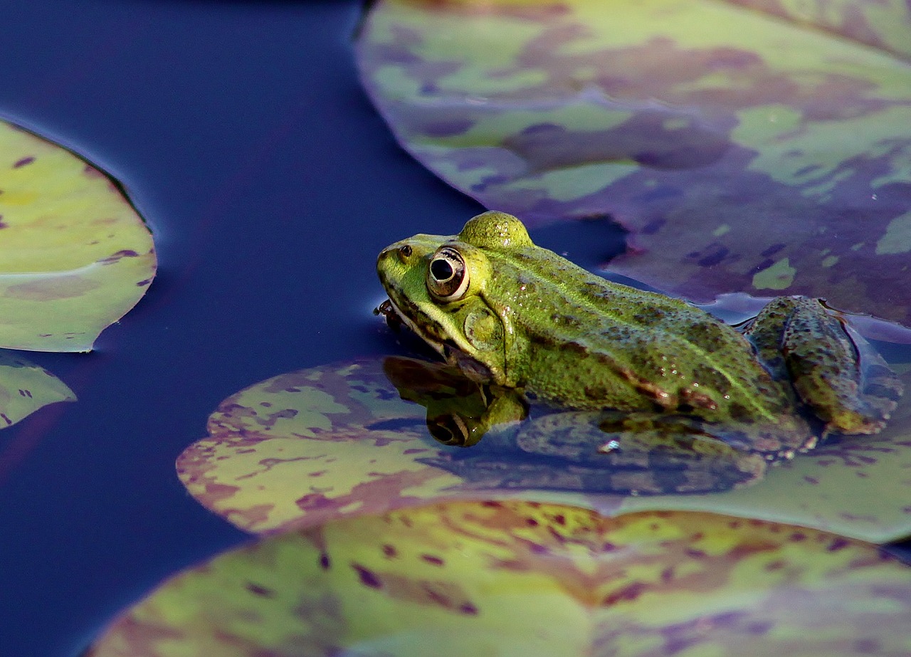 frog pond lily free photo