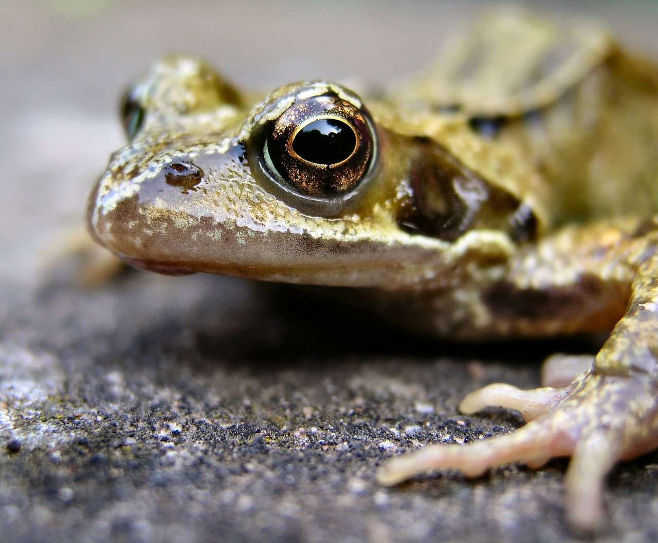 frog amphibian animal free photo