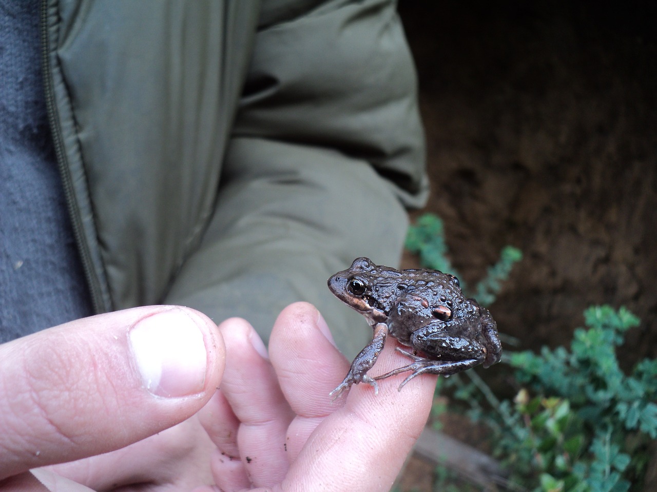 frog amphibious nature free photo