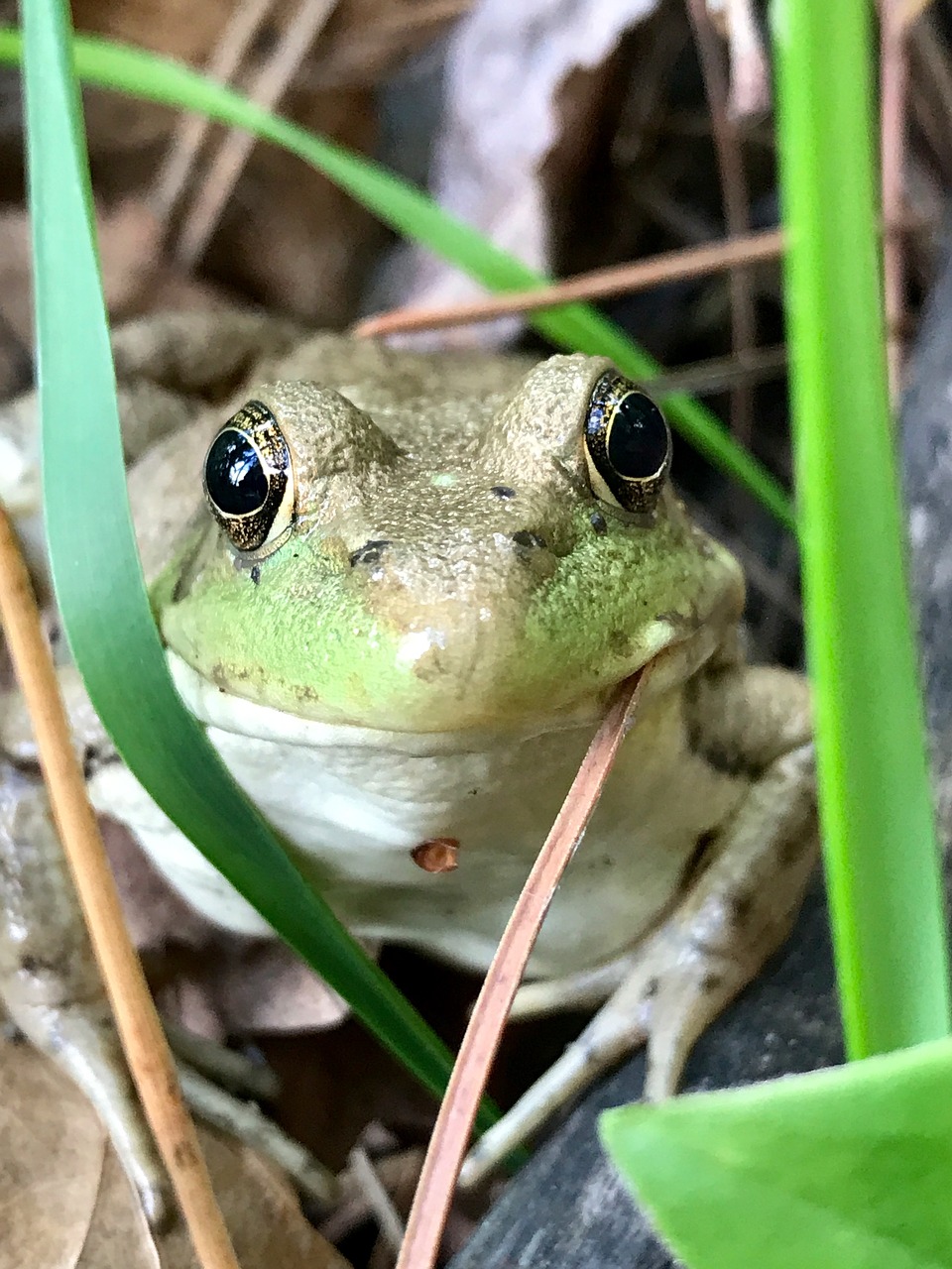 frog minnesota eyes free photo