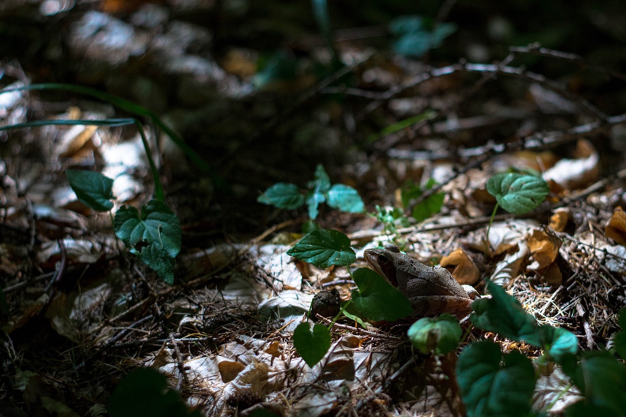 frog nature forest frog free photo