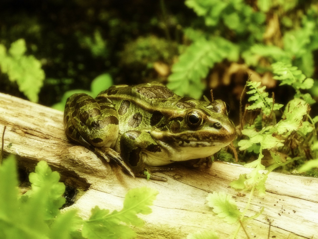 frog jungle amphibian free photo