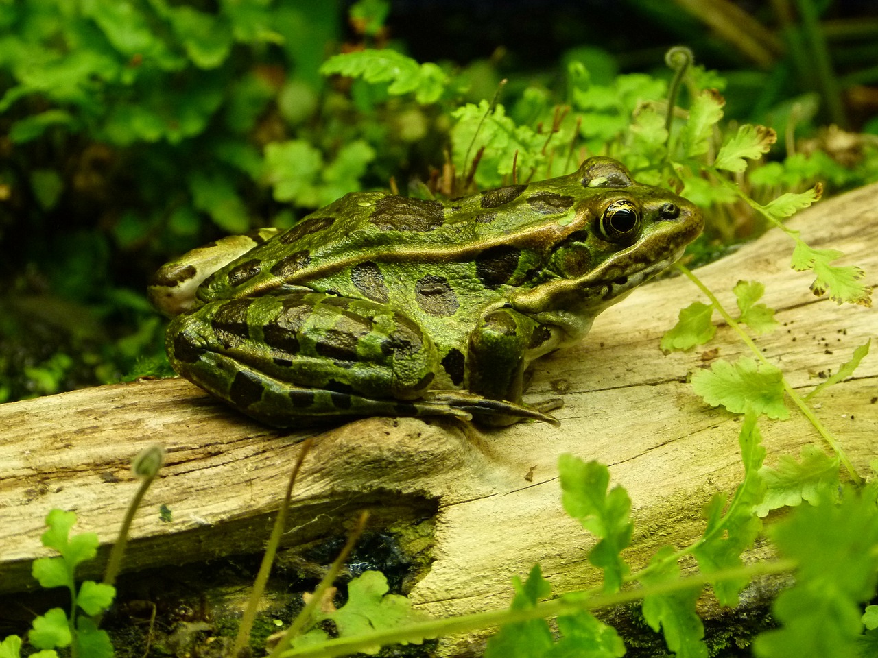 frog jungle amphibian free photo