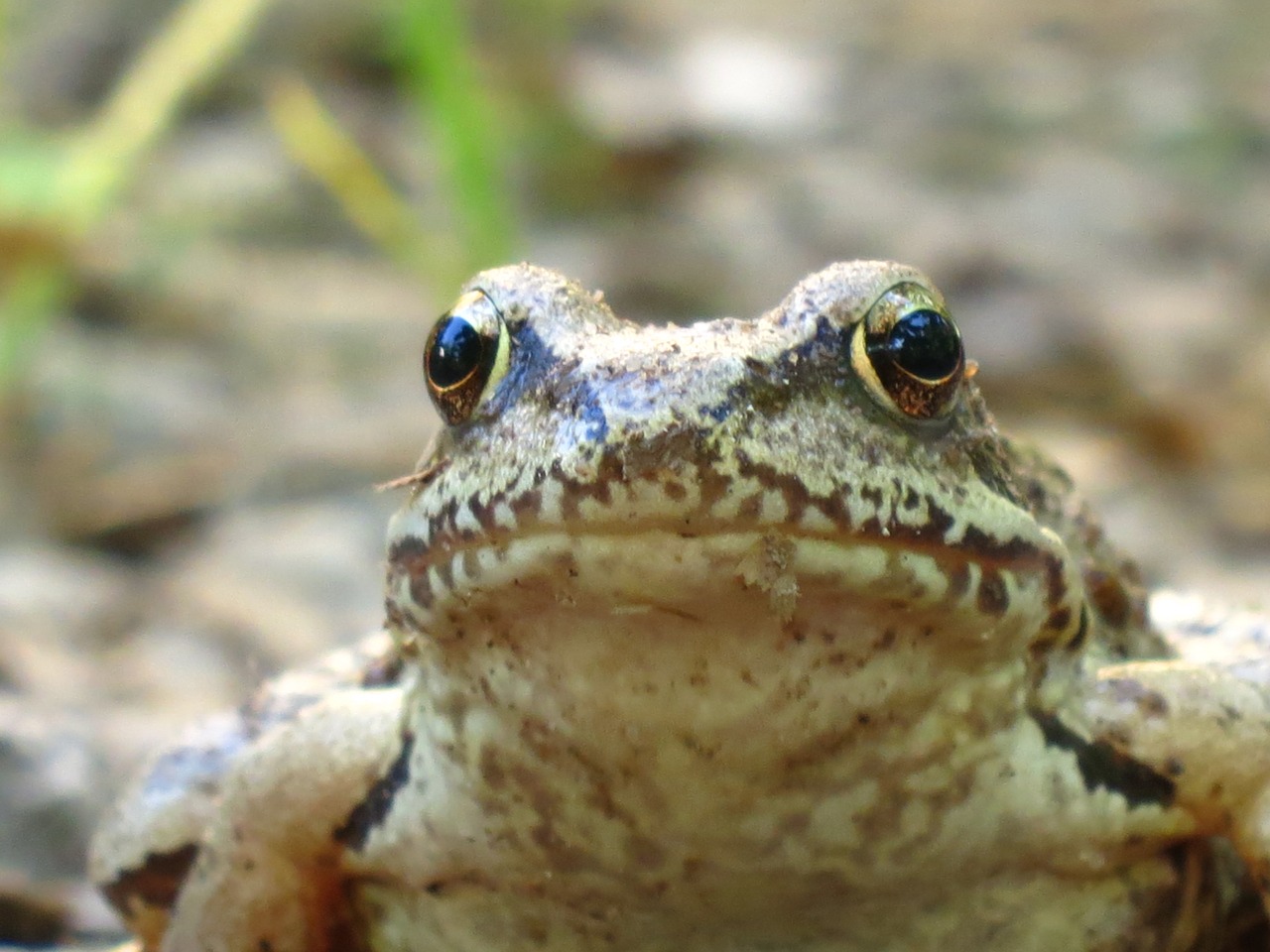 frog amphibians closeup free photo