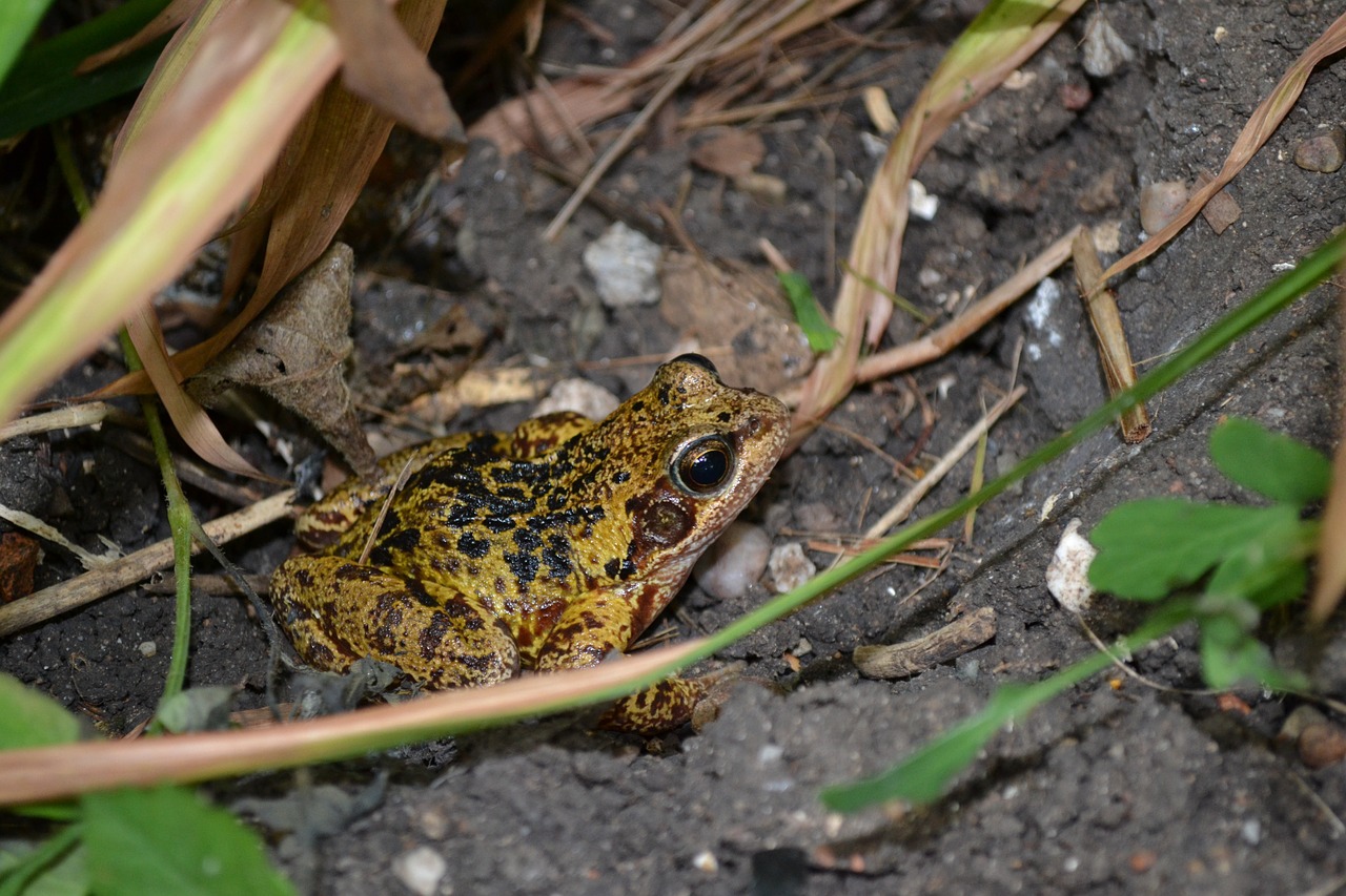 frog amphibians common free photo