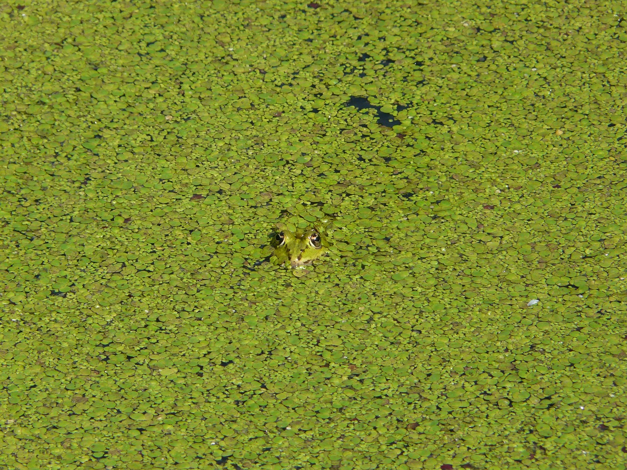 frog water amphibian free photo