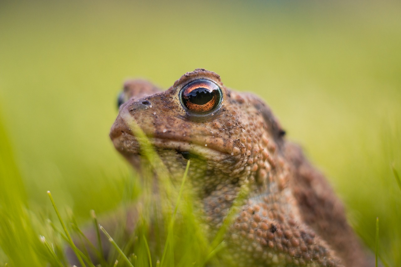 frog nature green free photo